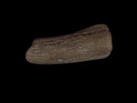 藏品(鹿角)的圖片